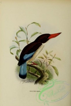kingfishers-00064 - Chocolate-backed Kingfisher