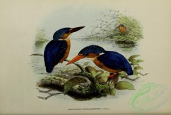 kingfishers-00067 - corythornis coeruleocephala