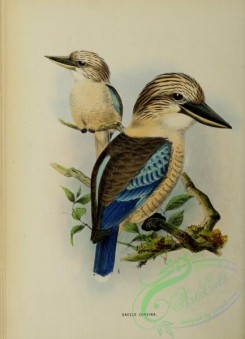 kingfishers-00069 - dacelo cervina