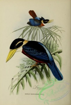 kingfishers-00070 - dacelo gaudichaudi