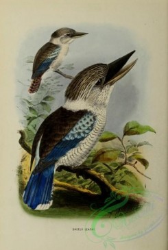 kingfishers-00072 - dacelo leachi