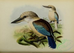 kingfishers-00073 - dacelo occidentalis