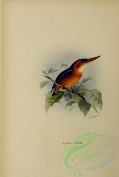 kingfishers-00074 - Dwarf Kingfisher