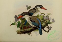 kingfishers-00079 - halcyon chelicutensis