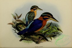 kingfishers-00081 - halcyon concreta