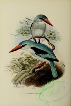 kingfishers-00082 - halcyon cyanoleuca