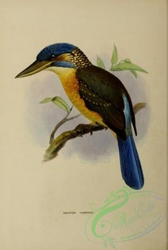 kingfishers-00087 - halcyon hombroni
