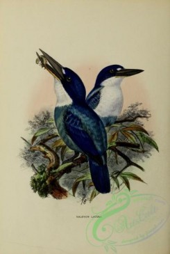 kingfishers-00089 - halcyon lazuli
