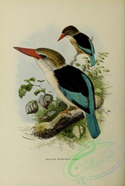 kingfishers-00092 - halcyon orientalis