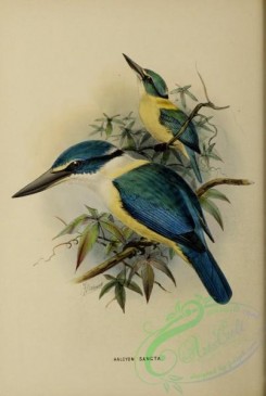 kingfishers-00094 - halcyon sancta