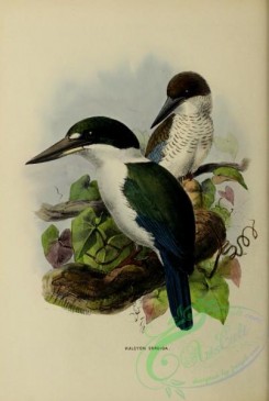 kingfishers-00096 - halcyon sordida