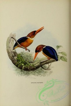 kingfishers-00101 - ispidina ruficeps