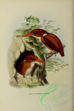 kingfishers-00104 - Madagascar Pygmy-Kingfisher