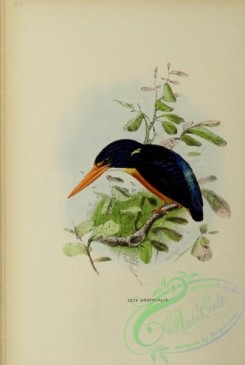 kingfishers-00109 - North Moluccan Dwarf-Kingfisher