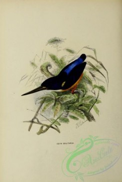 kingfishers-00110 - Papuan Dwarf-Kingfisher