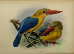 kingfishers-00113 - pelargopsis fraseri