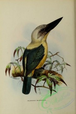 kingfishers-00117 - pelargopsis melanoryncha