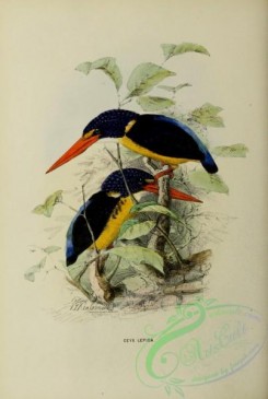 kingfishers-00122 - Seram Dwarf-Kingfisher