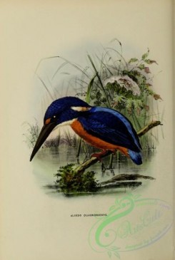 kingfishers-00123 - Shining Blue Kingfisher