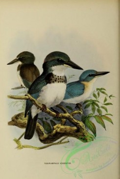 kingfishers-00124 - Society Kingfisher