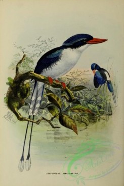 kingfishers-00131 - tanysiptera margarethae