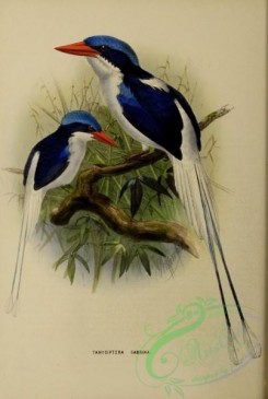 kingfishers-00134 - tanysiptera sabrina