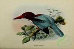 kingfishers-00136 - White-throated Kingfisher