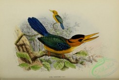 kingfishers-00138 - Yellow-billed Kingfisher