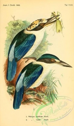 kingfishers-00145 - halcyon matthiae, halcyon nusae