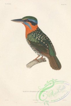 kingfishers-00148 - Laughing Kookaburra, Dacelo novaeguineae
