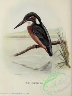 kingfishers-00155 - Kingfisher
