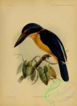 kingfishers-00161 - halcyon winchellii