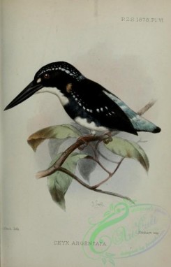 kingfishers-00162 - Southern Silvery-Kingfisher, ceyx argentata