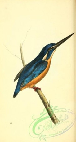 kingfishers-00165 - Azure Kingfisher, alcedo azurea