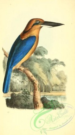 kingfishers-00167 - halcyon cinnamominus
