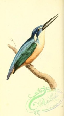 kingfishers-00168 - Half-collared Kingfisher, alcedo semitorquata