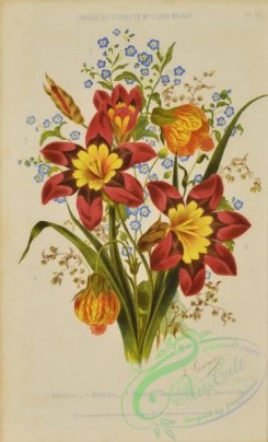 language_of_flowers-00016 - 002-Bouquet of Flowers, abutilon, myosotis, ixia tricolor