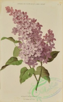 language_of_flowers-00033 - 024-Lilac, Syringa