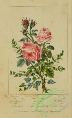 language_of_flowers-00124 - 001-Rose