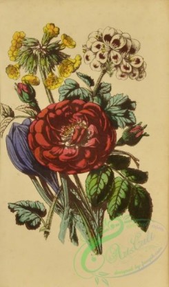 language_of_flowers-00151 - 008-Crocus, Damask Rose, Geranium, Cowslip