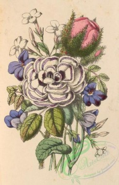 language_of_flowers-00161 - 002-Blue Violet, White Jasmine, Moss-Ross, Pink