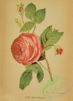 language_of_flowers-00205 - 005-Rose