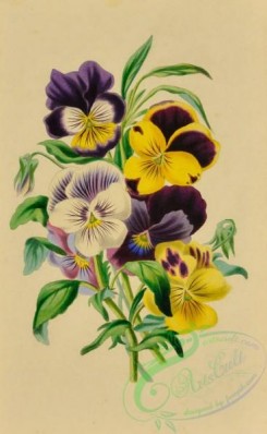language_of_flowers-00225 - 009-Pansies, viola tricolor