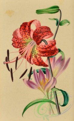 language_of_flowers-00242 - 026-Autumn or Saffron Crocus, colchicum autumnale, Tiger Lily, lilium tigrinum