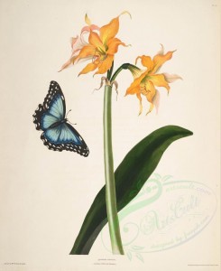 lilies_flowers-00244 - amaryllis crocata, papilio nestor brazil [4149x5066]
