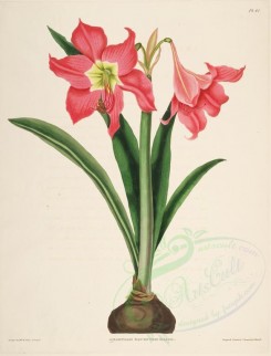 lilies_flowers-00245 - amaryllis equestris major [3271x4299]