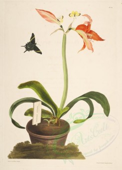 lilies_flowers-00251 - amaryllis miniata [3180x4405]