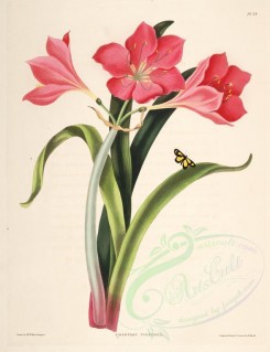 lilies_flowers-00256 - amaryllis purpurea [3161x4119]
