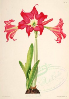 lilies_flowers-00259 - amaryllis solandriflora var or amaryllis johnsoni [3453x4910]