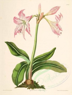 lilies_flowers-00261 - amaryllis striatafolia [2842x3714]